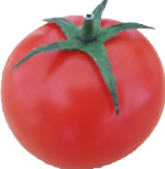 トマト　素材